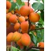 APRICOTS 500 GRAM BAG HASTINGS GROWN