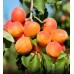 APRICOTS 500 GRAM BAG HASTINGS GROWN