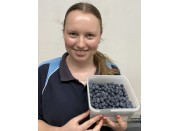 SPRAY FREE BLUEBERRIES 1KG Punnet