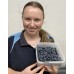 SPRAY FREE BLUEBERRIES 1KG Punnet