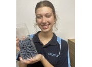 SPRAY FREE BLUEBERRIES 400 Gram Punnet Katikati Grown