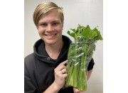 SPRAY FREE HALF CELERY IN BAG Katikati Grown