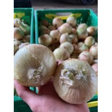 NEW SEASONS BROWN ONIONS 2 MEDIUM SIZE PUKEKOHE Grown