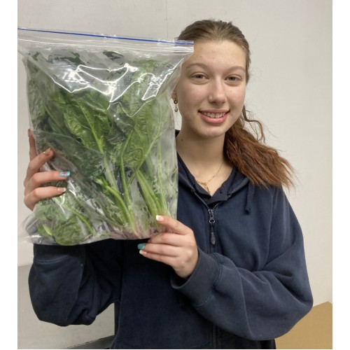 SPRAY FREE SPINACH 350 Grams Bag Katikati Grown